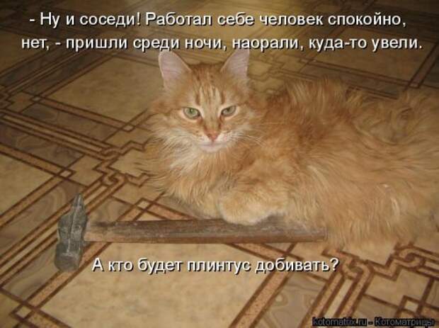 Свежая котоматрица для настроения (35 фото)