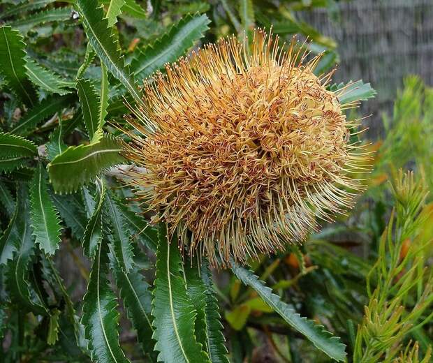 И вот такой цветок банксии