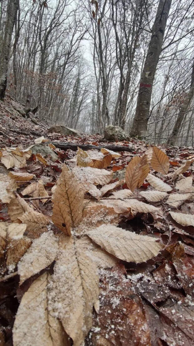 Немного фотографий из зимнего крымского леса