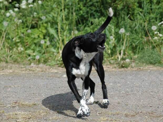 За укус женщины бродячей собакой суд взыскал компенсацию с администрации Чудовского района