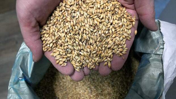 Немецкие политики объяснили провал пивоваренной отрасли страны