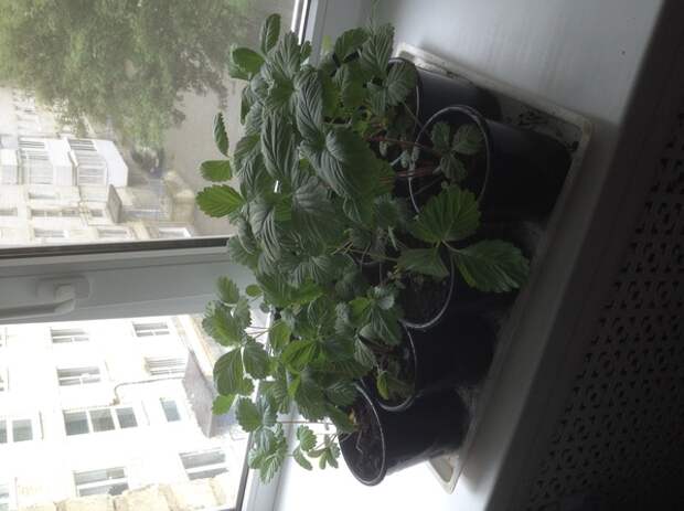 Клубника на подоконнике растение в горшке, земляника, длиннопост
