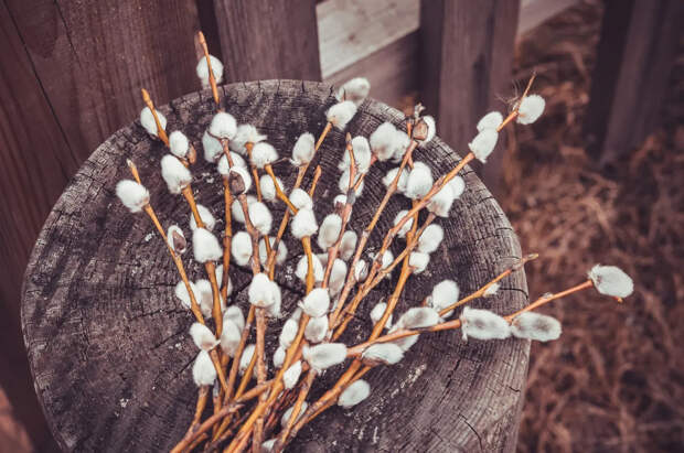 Священник рассказал, что делать аллергикам в Вербное воскресенье