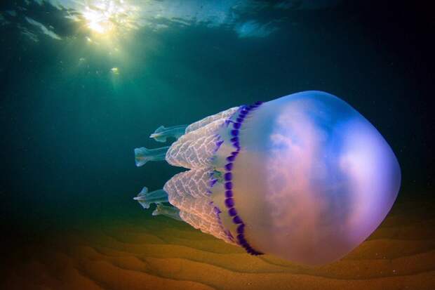 Подробный фотовзгляд на медузу фотографа Хорди Бенитес Кастельс (Jordi Benitez Castells) животный мир, медузы