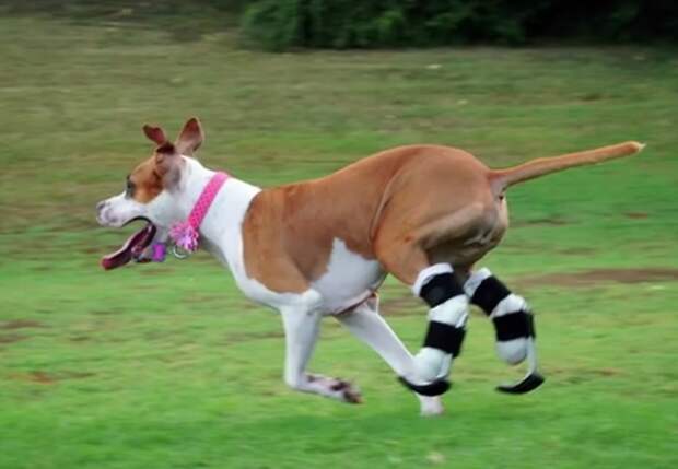 dog_leg