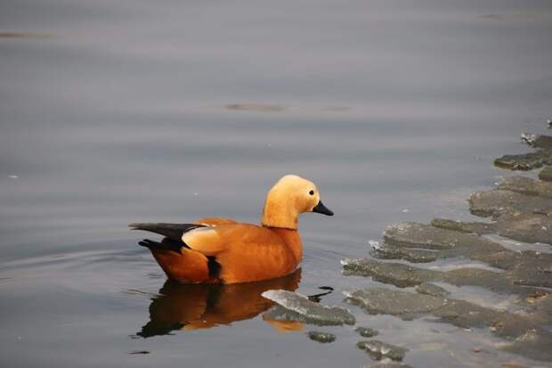 На Амбулаторный пруд вернулись огари