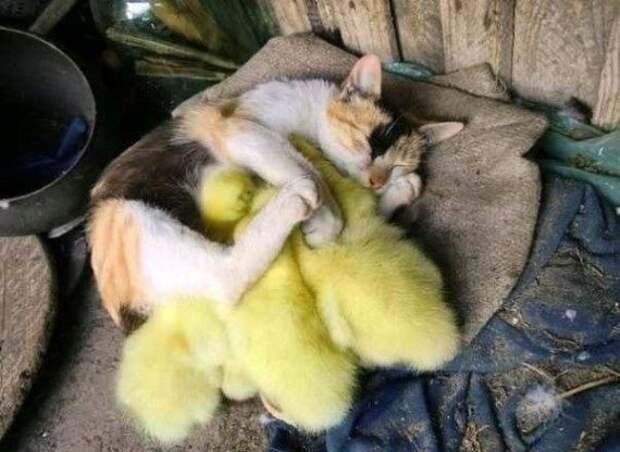 Забавные фотоприколы