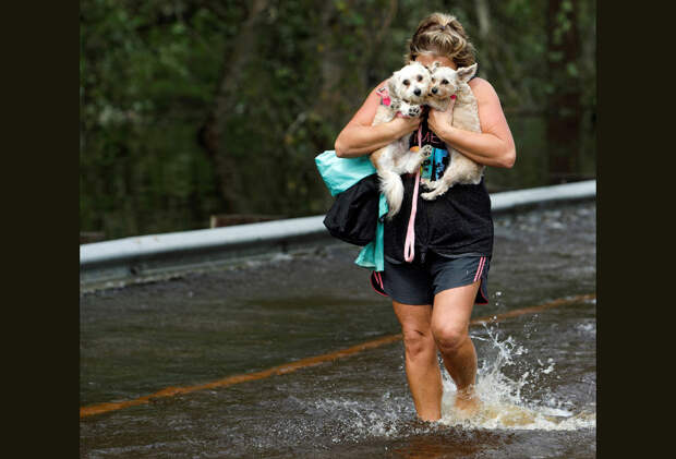 Спасение животных от урагана «Флоренс»