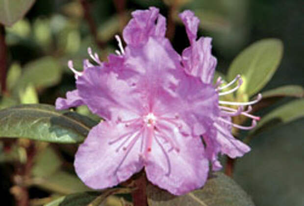 09_top10_poison_rhododendron.jpg