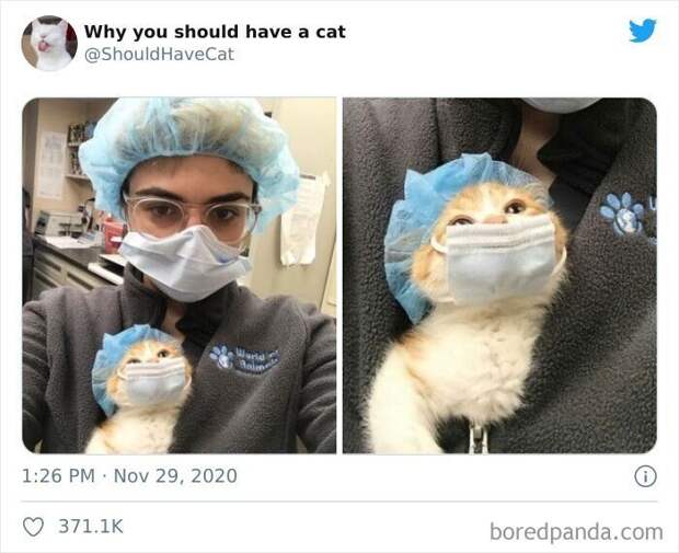 Как котики проникают в наши сердца Как котики проникают в наши сердца