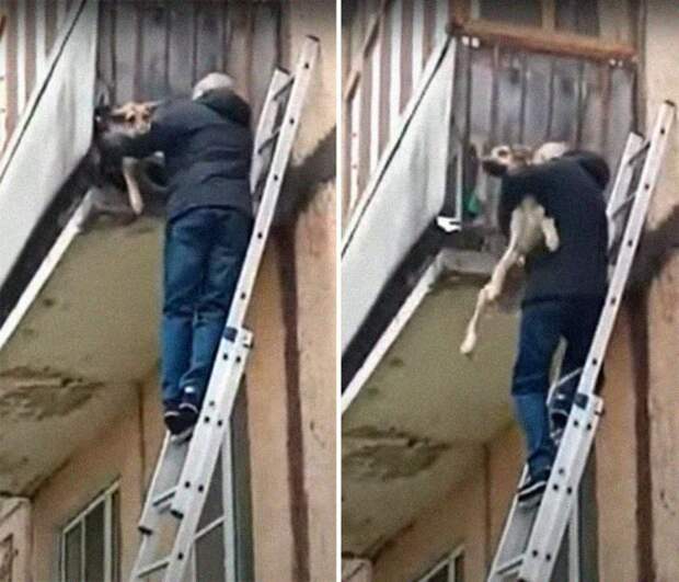 Прохожие спасли истощенную собаку, которая без сил свисала с балкона
