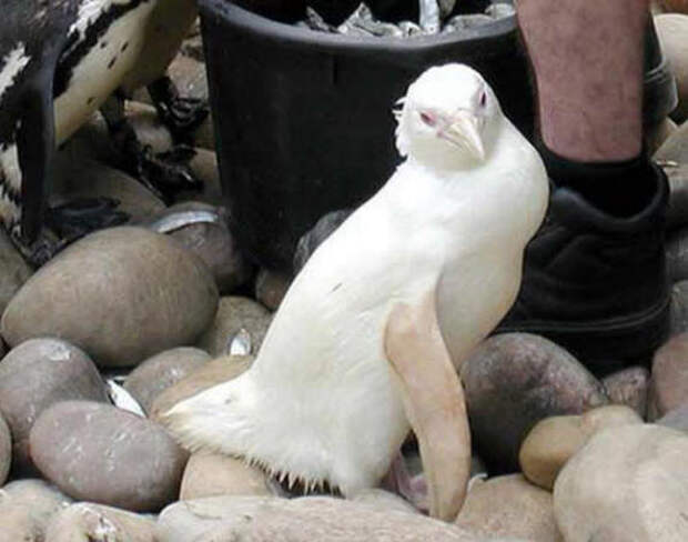 Животные-альбиносы  животные, факты, фото
