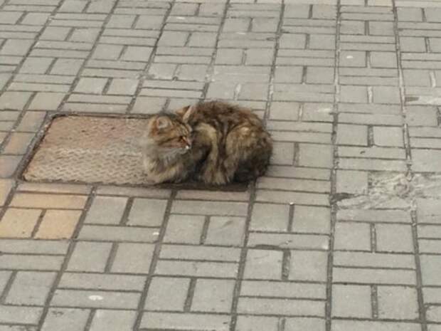 Кот Хатико в Белгороде на улице Губкина (5 фото)