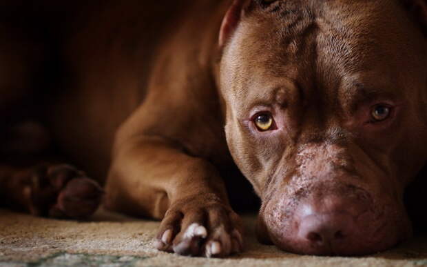 Common Health Issues for Pitbulls