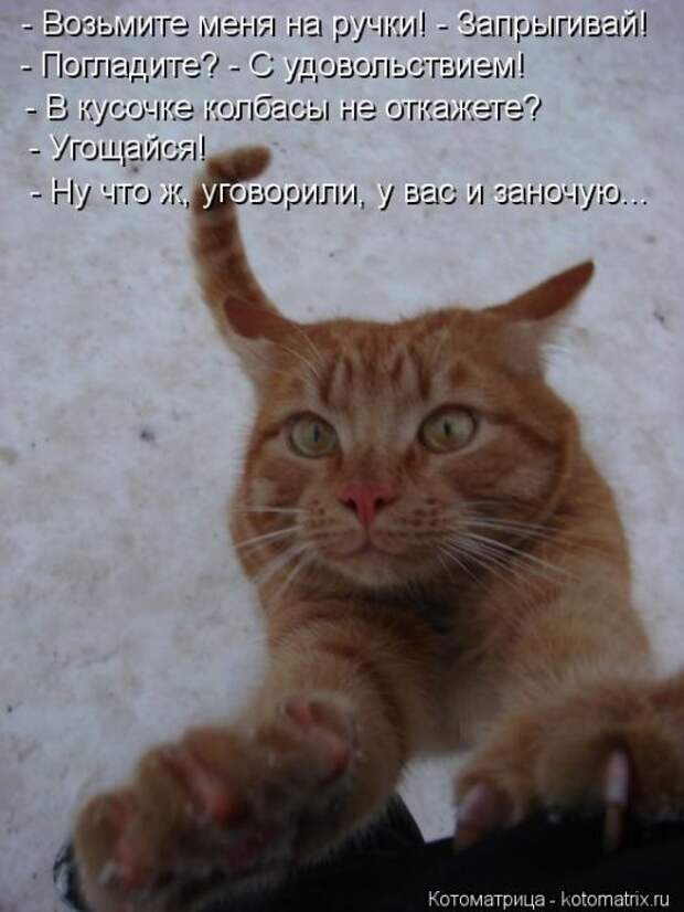 Котоматрицы(картинки с надписями)