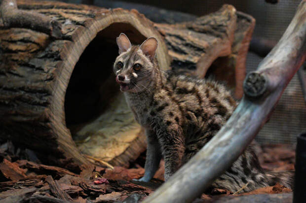 Пятнистая генета впервые поселилась в Московском зоопарке