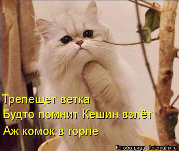 kotomatritsa_P (1) (596x501, 271Kb)