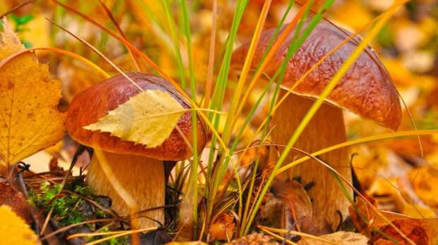 Картинки по запросу золотая осень и грибы