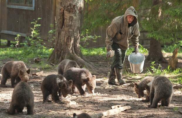 Биолог Сергей Пажетнов с женой спасли сотни медвежат