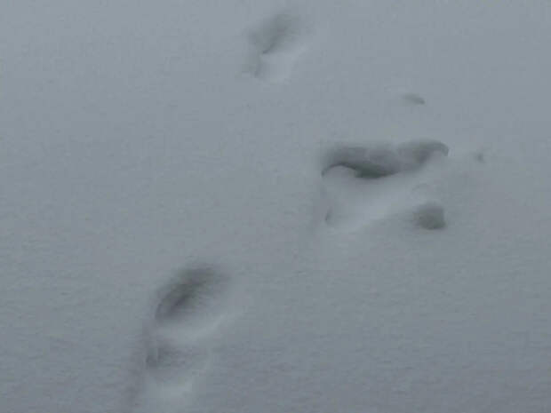 Москву завалило снегом, а сугробы побьют рекорд 1994 года