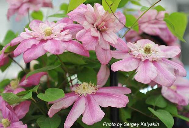 Clematis Innocent Glance (5).JPG