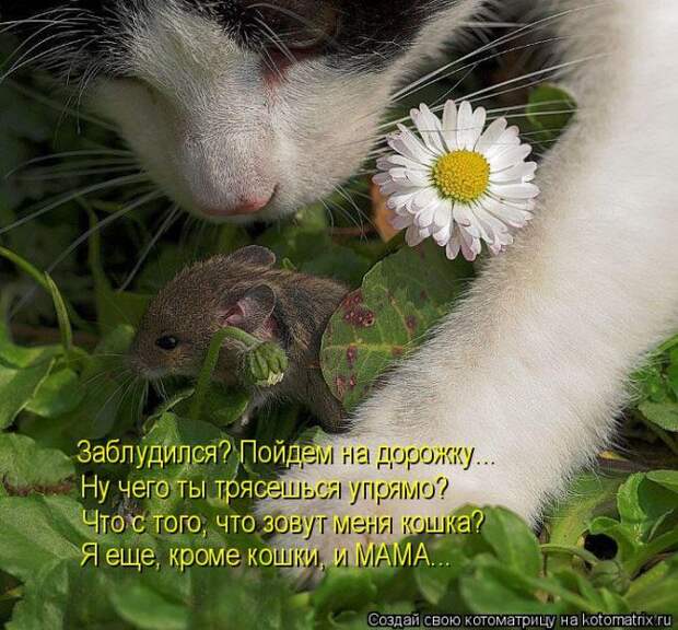 Забавные котоматрицы
