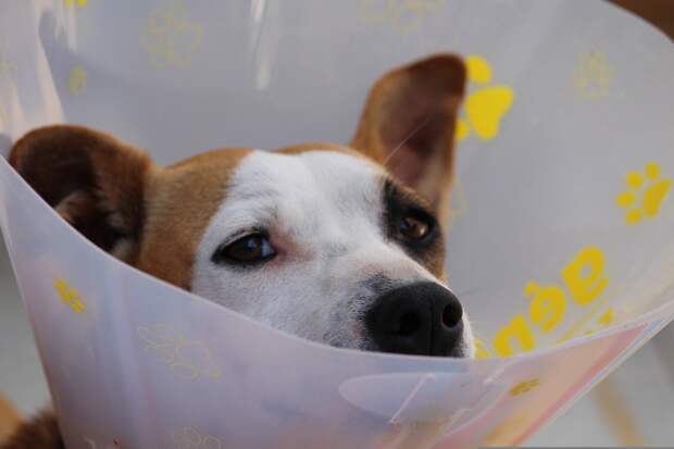 NYP: В США пес добрался до героина хозяина и получил передозировку