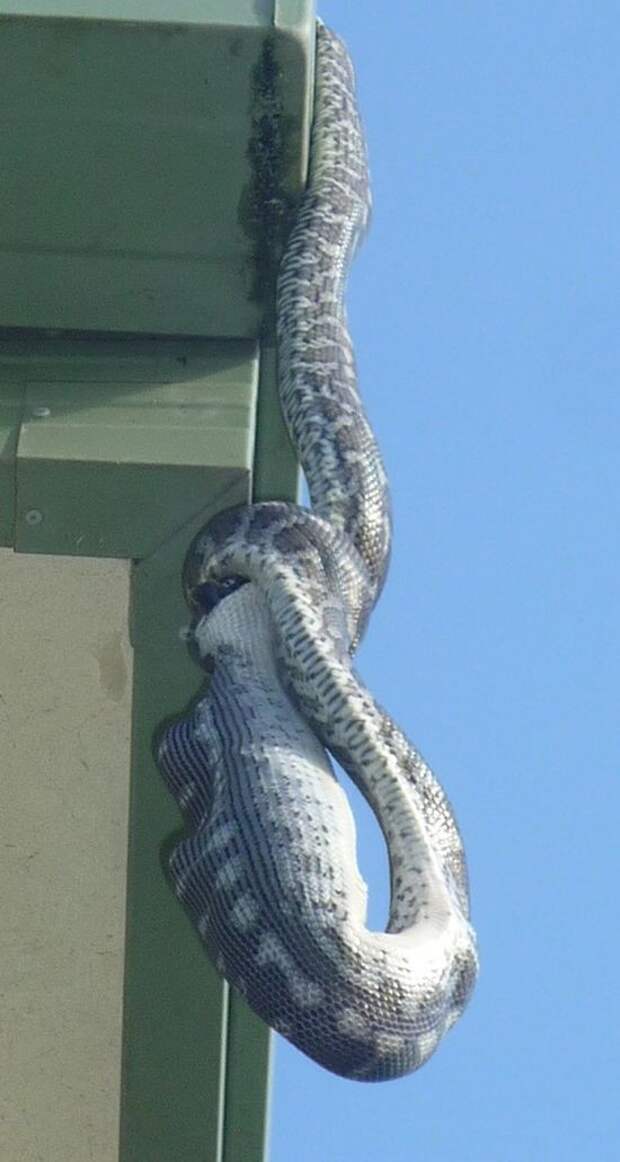 А тем временем в Австралии А тем временем в Австралии австралия, животные, змея