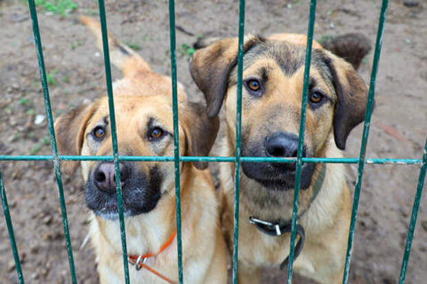 Брошенные и истощенные: в российском регионе обнаружили черный приют с трупами животных