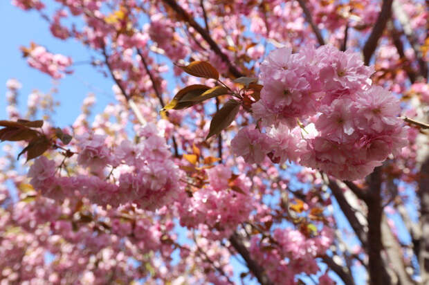 Сакура, розы, астры: крымчан приглашают создать цикл цветочных экскурсий в Ботаническом саду Симферополя