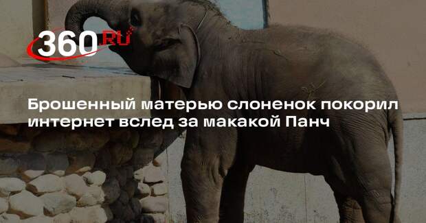 Daily Mail: брошенный матерью слоненок Линь Май стал любимцем посетителей