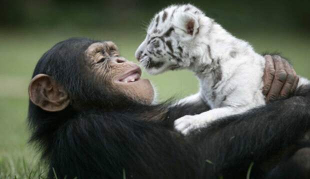 дружба между животными разных видов