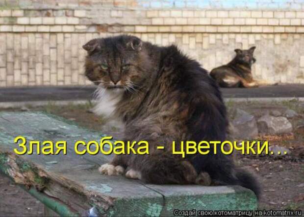 Котоматрицы (забавные картинки с надписями)