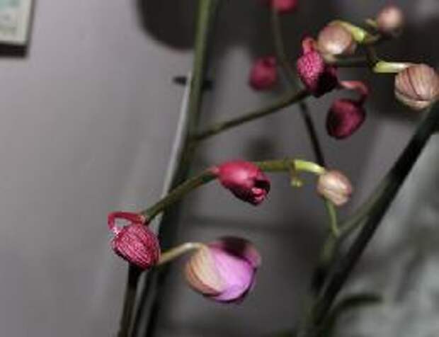 Почему у орхидеи опадают бутоны и цветы?