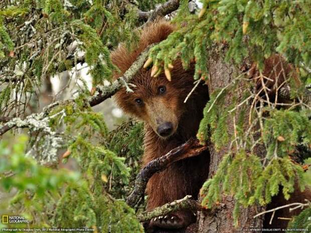 Коллекция лучших фотографий от National Geographic (ноябрь 2012)