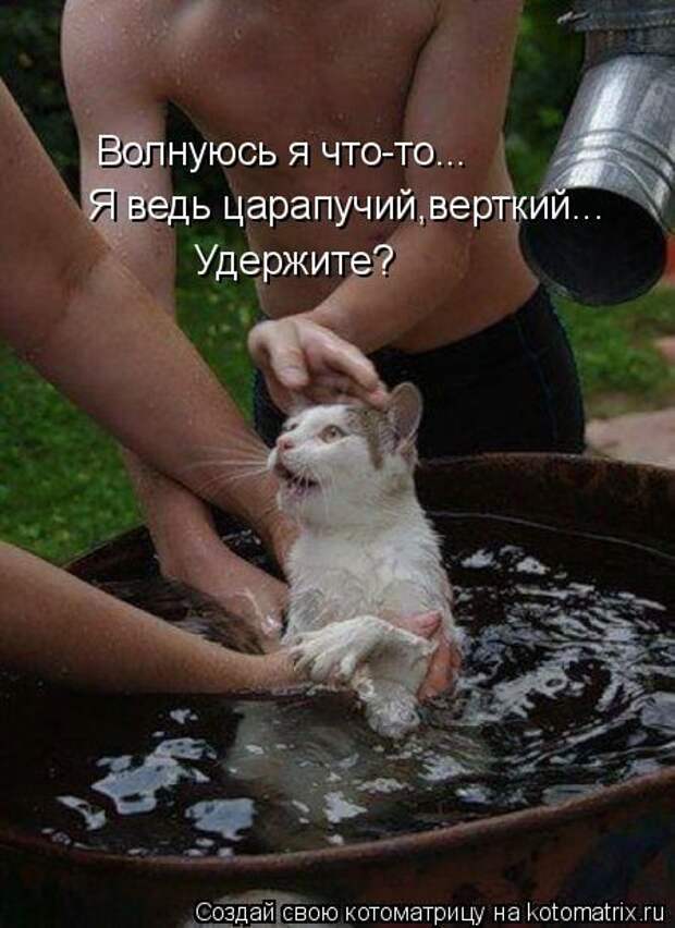 Котоматрицы(картинки с надписями)