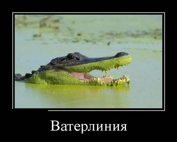 Демотиваторы (30 фото)
