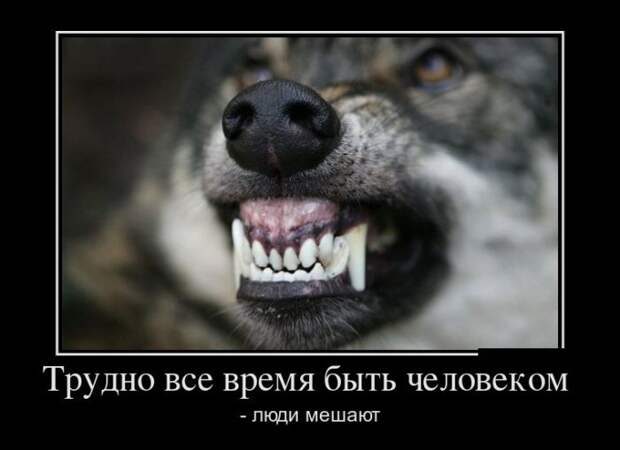 Демотиваторы (30 фото)