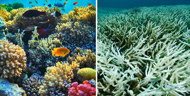 Нормальные и выцветшие коралловые колонии