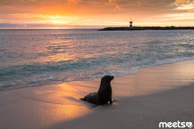 galapagos islands sunset galapagos islands