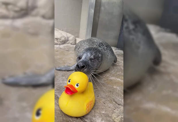 В США 33-летний тюлень не расстаётся с резиновыми уточками, с которыми играет и учится новым трюкам