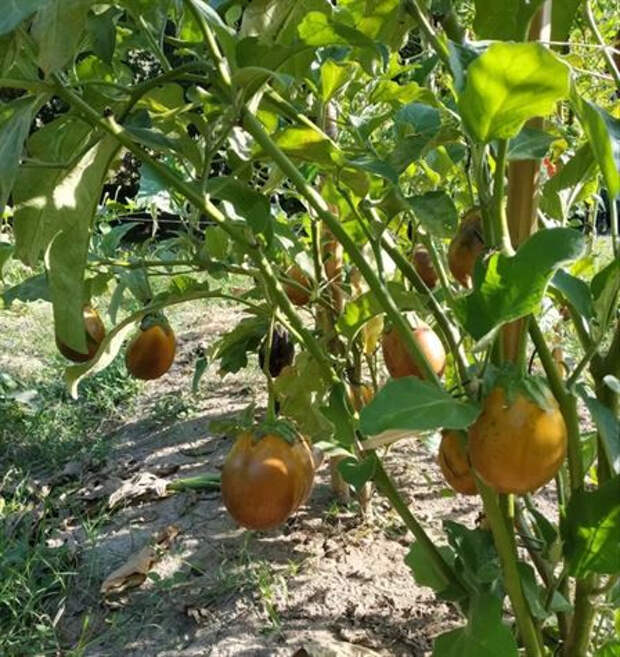 Необычные цвета в природе умеют удивлять