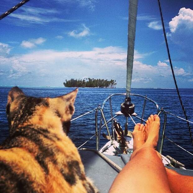 Эта девушка и её кошка живут в лодке и плывут вокруг света животные, история, факты