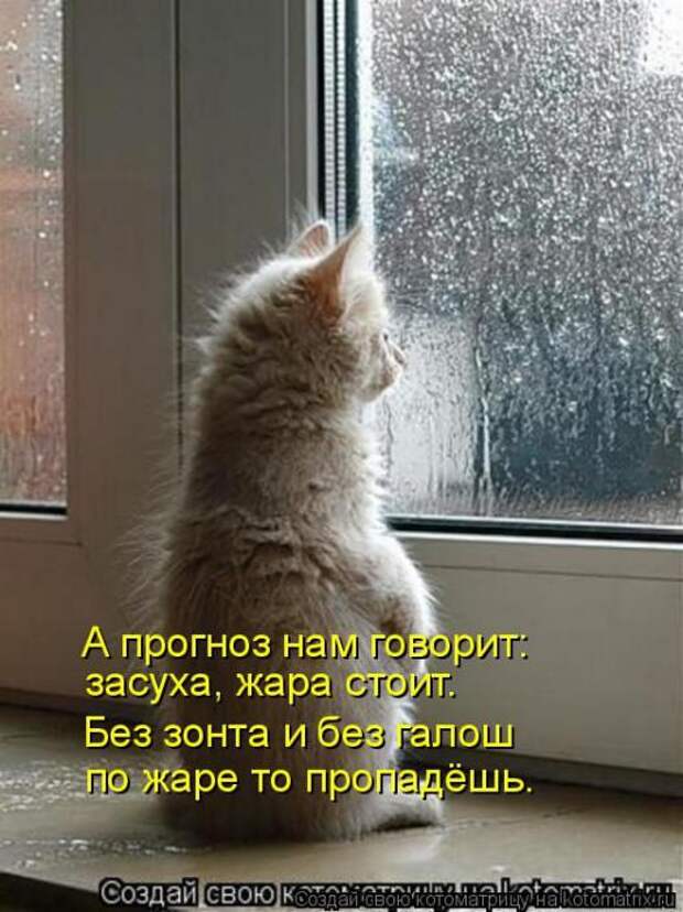 Котоматрицы(картинки с надписями)