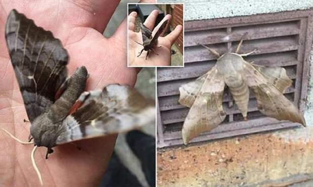 Гигантские озабоченные мотыльки заполонили Британию бабочки, брачный сезон, живая природа, жизнь насекомых, мотыльки, насекомые, нежданные гости, природная аномалия