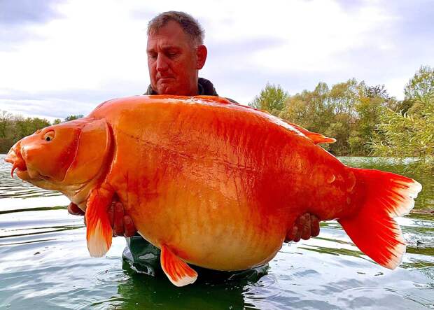 Огромную золотую рыбку британец поймал во Франции