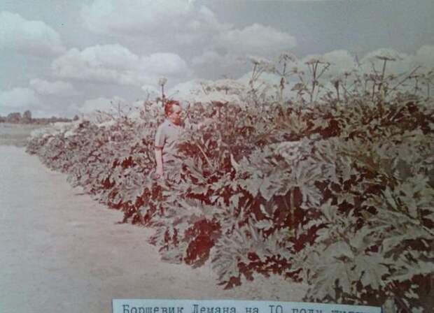 Культивируемый борщевик Лемана. Фото с сайта http://proborshevik.ru