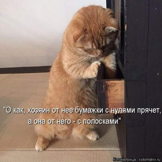Свежая котоматрица на Бугаге (26 фото)