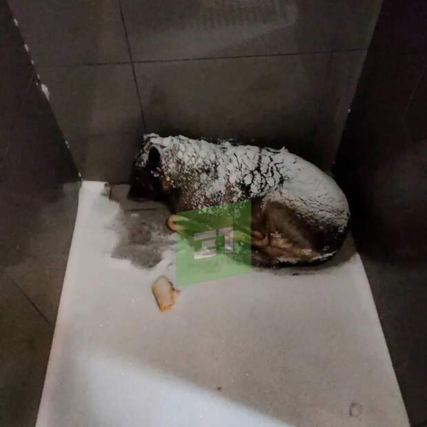 «Додо Пиццу» отменяют по всей России