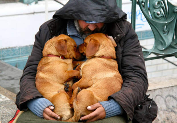 Собакам плевать на деньги, им нужна только любовь любовь, собаки, фото